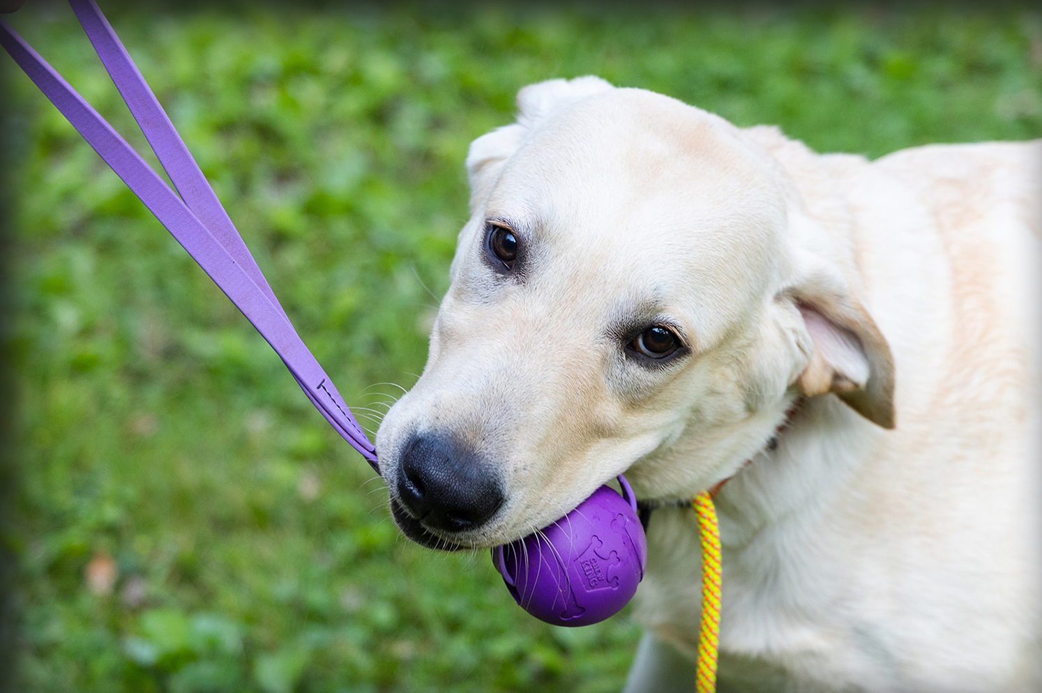 A calm, happy dog — the goal of relationship-based training at From The Heart