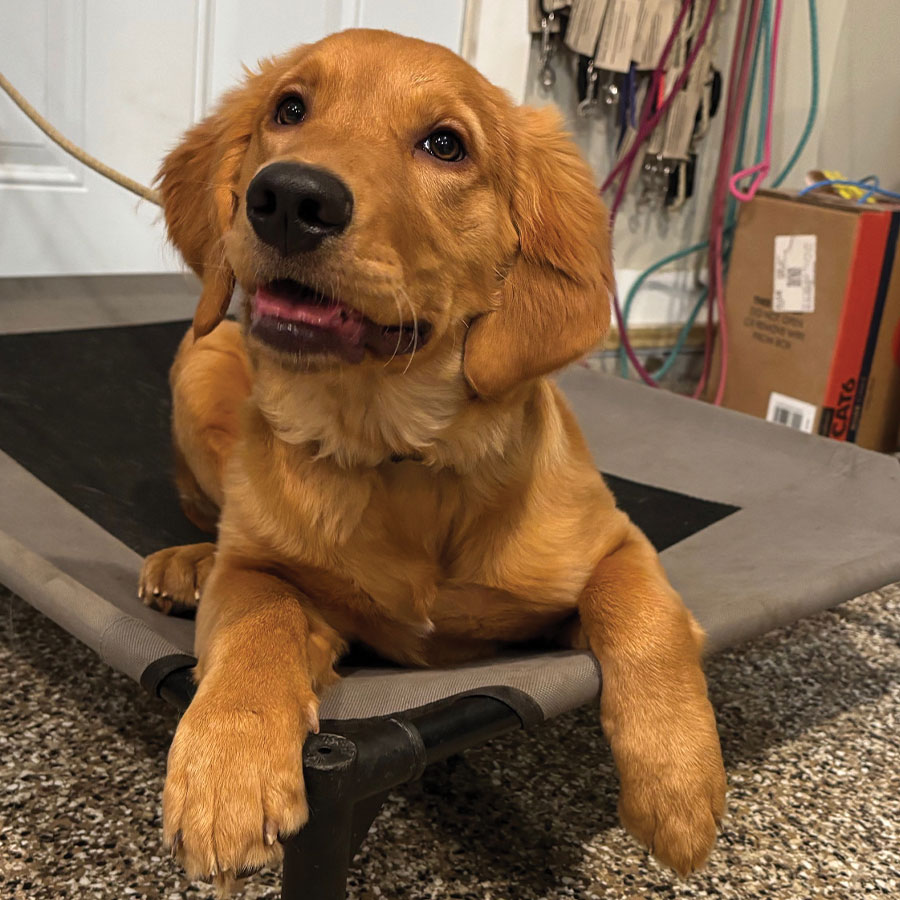 5-Day Puppy Camp