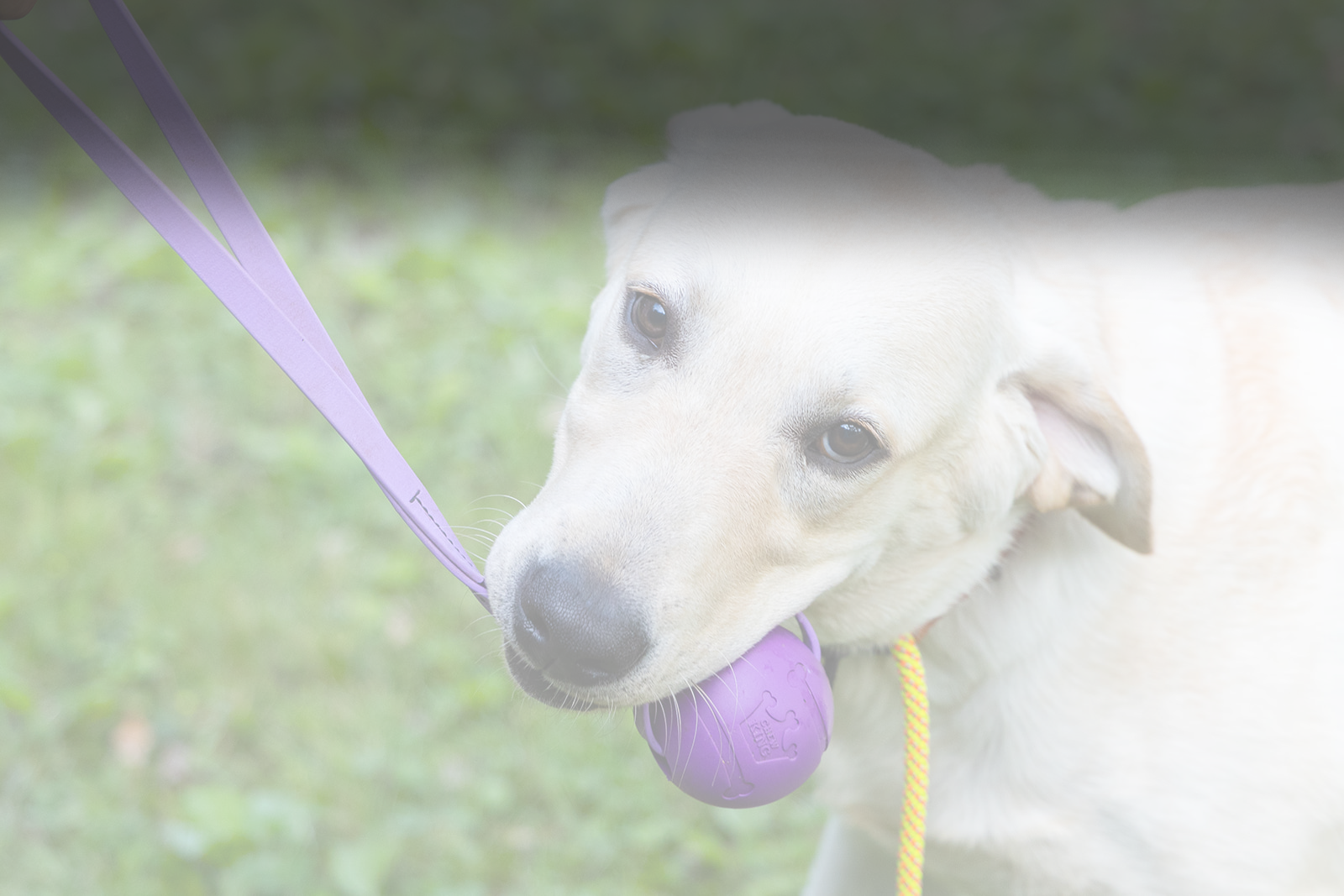 A calm, happy dog — the goal of relationship-based training at From The Heart